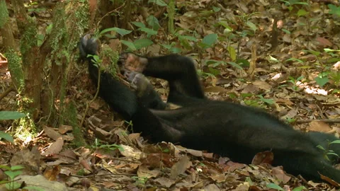 Bornean Sun Bear Laying on Back and Scratching Bark, Indonesia Stock Footage 142919129