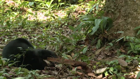 Bornean Sun Bear rolling Around With Tree Log, Indonesia Stock Footage 142918899