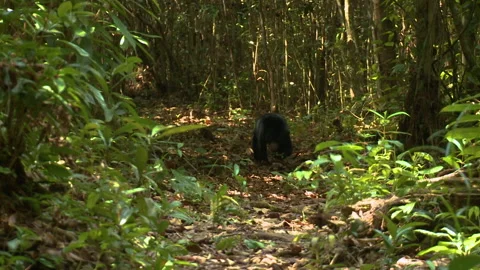 Bornean Sun Bear Running Towards Camera, Indonesia Stock Footage 142918786