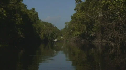 Borneo 18 river 01 Video stock 523950