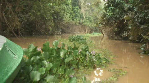 Borneo 19 river 02 Stockbeeldmateriaal 523933