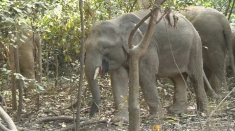 Borneo 20 Pygmee Elephants Stockbeeldmateriaal 523977