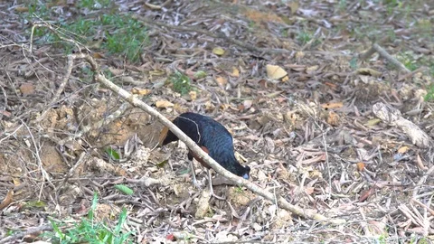 Borneo Crested fireback is the rare bird that lives in Borneo jungle. Vidéo 126624341