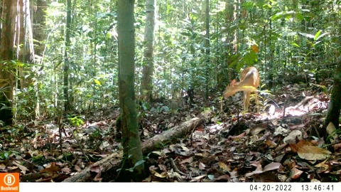 Borneo deer Video stock 243002435