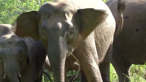 Borneo Elephant Video stock 170358401