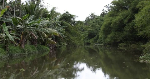 Borneo Stock-Footage 101492771