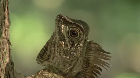 Borneo Forest Dragon rest on on tree trunk moving head looking Stock Footage 56557946