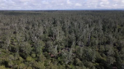 Borneo forest Stock Footage 203741840