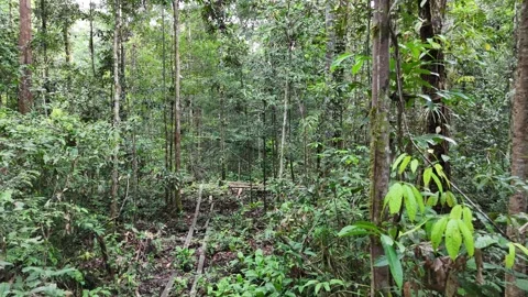 BORNEO FOREST Stock Footage 317554645