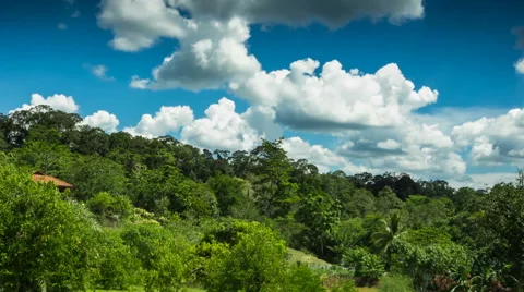 Borneo Forest Timelapse Clouds Stock Video Stock Footage 42951589