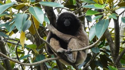 Borneo gibbon Stock Footage 132395176
