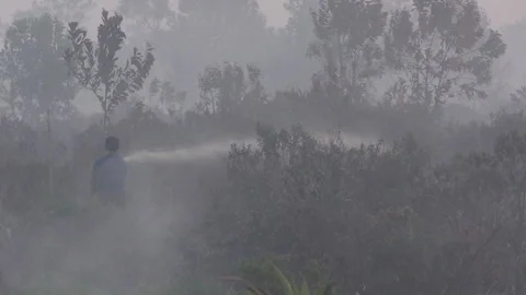 Borneo, Indonesia, Forest Wildfires, Forest Fire Stock Footage 307196341