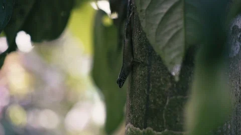Borneo lizard in tree Stock-Footage 82176369