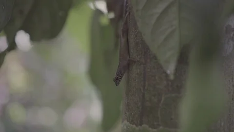 Borneo lizard in tree slog2 Stock-Footage 82445759