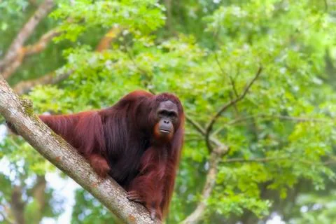 Borneo Orangutan Stock Photos