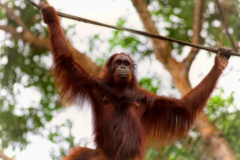 Borneo Orangutan Stock Photos