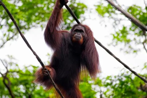 Borneo Orangutan Stock Photos