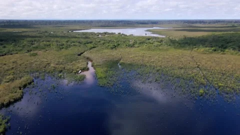 Borneo Peat Swamp Stock Footage 203767824