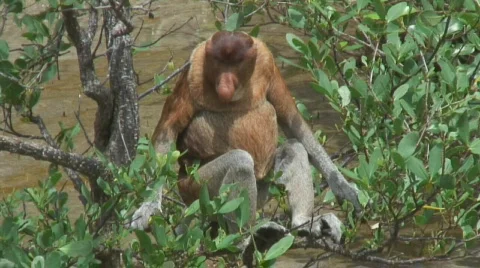 Borneo Proboscis Monkey 01 Video stock 523676