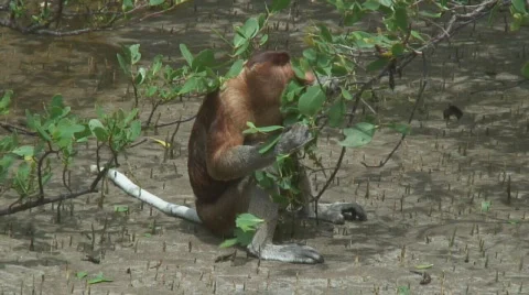 Borneo Proboscis Monkey 03 Stock Footage 523702
