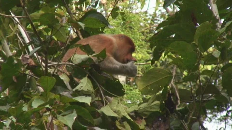 Borneo Proboscis Monkey 04 Video stock 524002