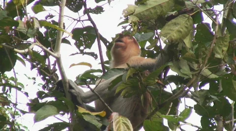 Borneo Proboscis Monkey 05 Video stock 524009