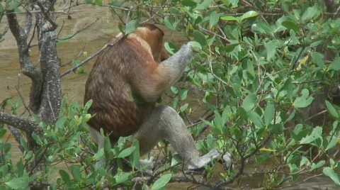 Borneo Proboscis Monkey 06 Stock Footage 523617