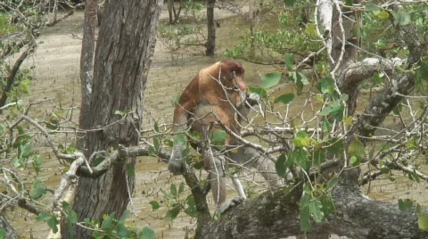 Borneo Proboscis Monkey 07 Video stock 523613