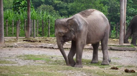 Borneo Pygmy Elephant Video stock 55310130