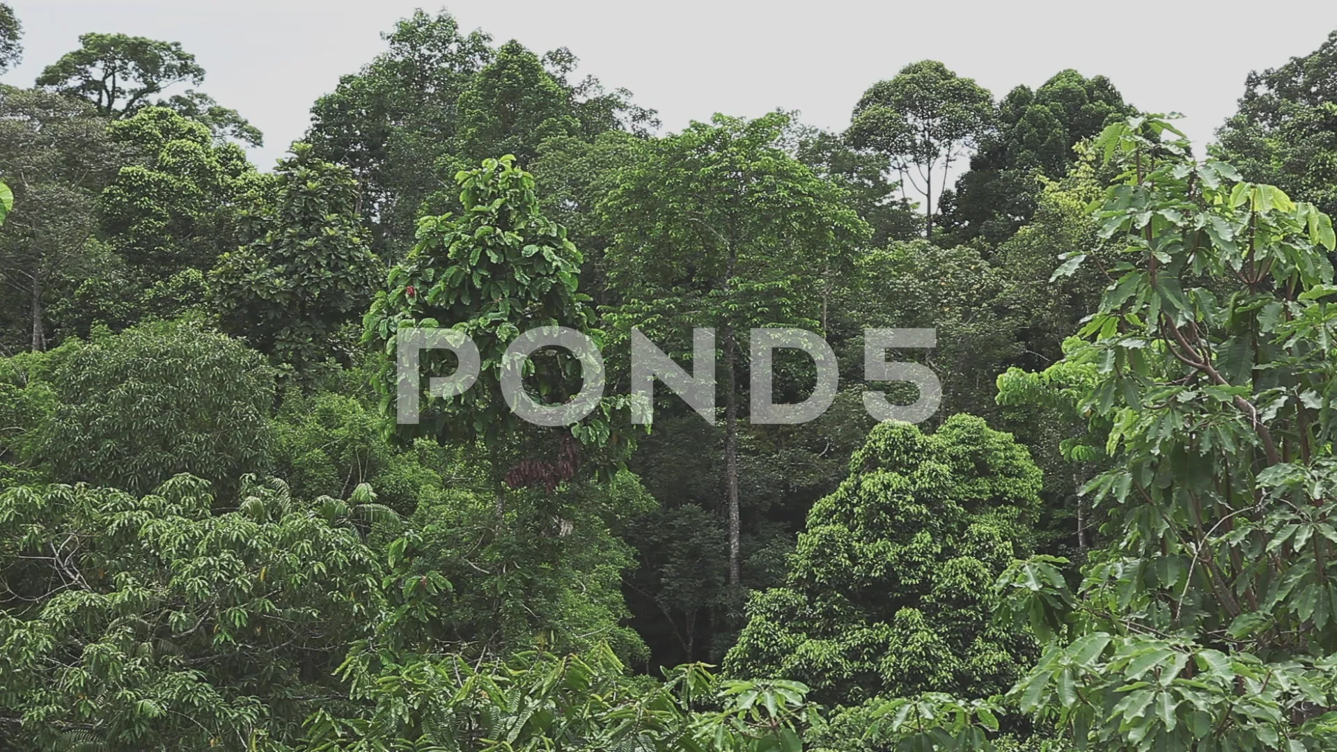 Panoramic Shot of the Jungle Trees with , Stock Video