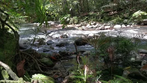 Borneo Rainforest River Waterfall Stock Footage 204784268