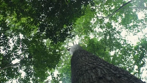 Borneo Rainforest tree canopy Stock Footage 220410171