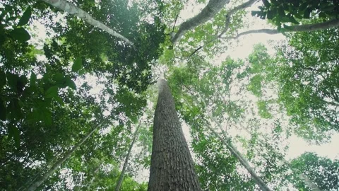 Borneo Rainforest tree canopy Stock Footage 220410335