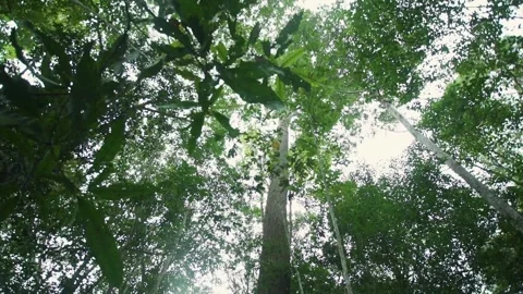 Borneo Rainforest tree canopy Stock Footage 220411124