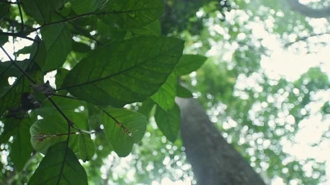 Borneo Rainforest tree canopy Stock Footage 220413104