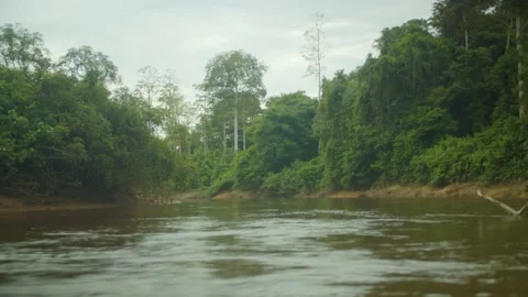 Borneo river Stock Footage 210157901
