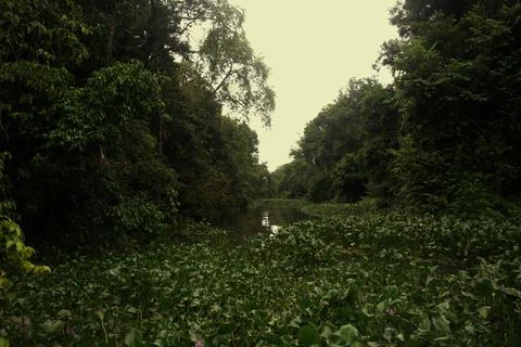 Borneo River Scene Stock Photos