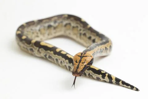 Borneo short-tailed blood python snake (Python curtus breitensteini) isolated on 库存照片
