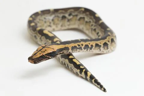 Borneo short-tailed blood python snake (Python curtus breitensteini) isolated on 写真素材