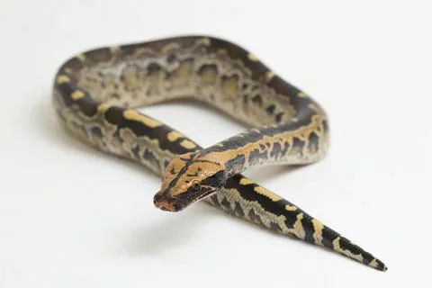 Borneo short-tailed blood python snake (Python curtus breitensteini) isolated on 库存照片