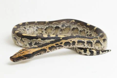 Borneo short-tailed blood python snake (Python curtus breitensteini) isolated on Stock Photos