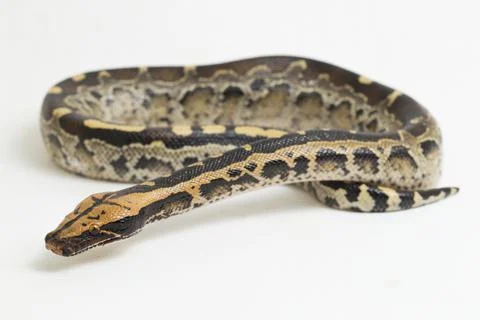 Borneo short-tailed blood python snake (Python curtus breitensteini) isolated on 스톡 사진