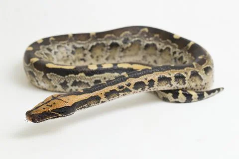 Borneo short-tailed blood python snake (Python curtus breitensteini) isolated on Foto stock