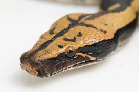 Borneo short-tailed blood python snake (Python curtus breitensteini) isolated on 스톡 사진