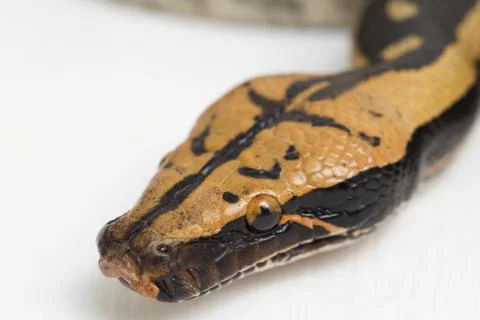 Borneo short-tailed blood python snake (Python curtus breitensteini) isolated on Photos