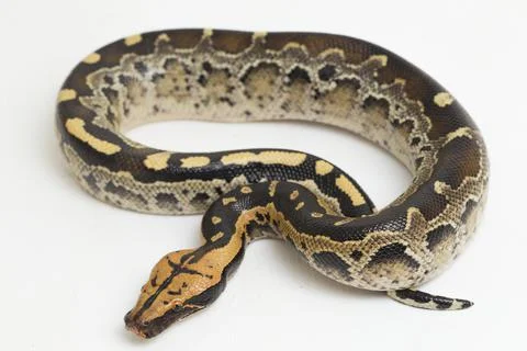 Borneo short-tailed blood python snake (Python curtus breitensteini) isolated on Foto stock