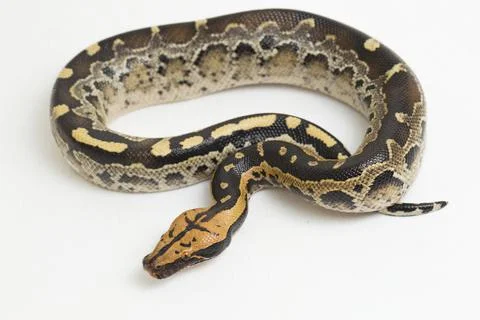 Borneo short-tailed blood python snake (Python curtus breitensteini) isolated on Photos