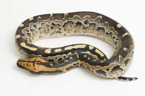 Borneo short-tailed blood python snake (Python curtus breitensteini) isolated on 스톡 사진