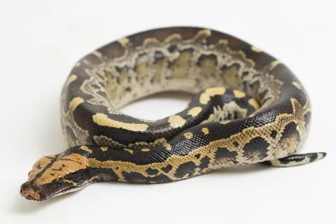 Borneo short-tailed blood python snake (Python curtus breitensteini) isolated on 写真素材