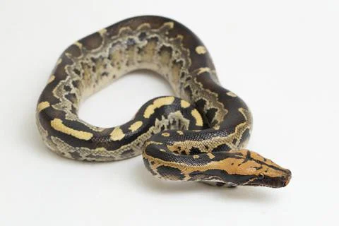 Borneo short-tailed blood python snake (Python curtus breitensteini) isolated on Photos